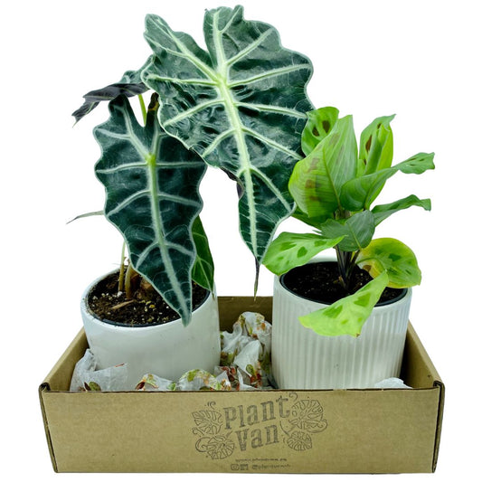 Plant Van - Online - 2 Pack Jungle Bundle - 2 x 4" w Pots