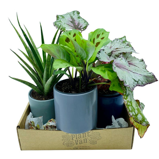 Plant Van - Online - 3 Pack Jungle Bundle - 3 x 4" w Pots