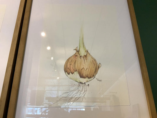 Amber Antymniuk - Onion Watercolour Framed Painting